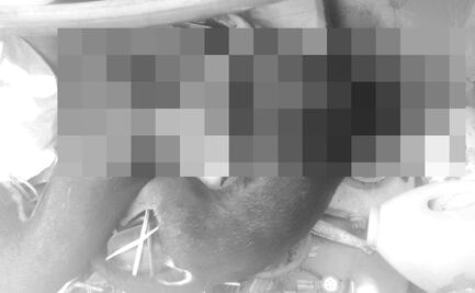 Envenenan a 14 perros en refugio de animales en Guamúchil, Sinaloa