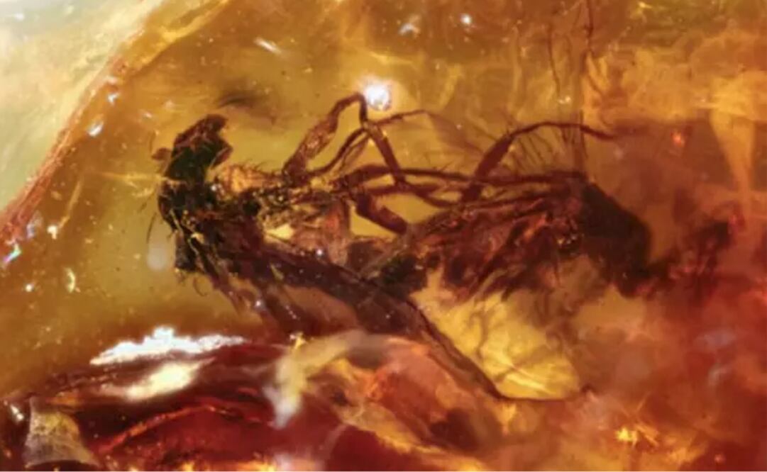 Foto: Jeffrey Stilwell vía Europa Press