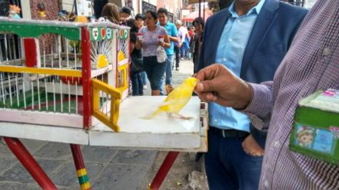 Pajaritos, ahora te leen la suerte… en las cantinas 