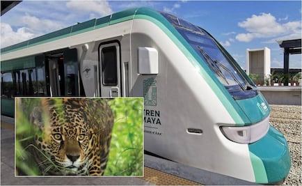 Tren Maya alista monitoreo de pasos de fauna; buscan instalar más de mil cámaras