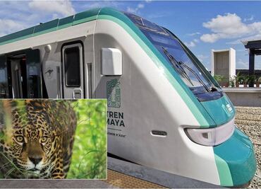 Profepa supervisará manejo de fauna en el Tren Maya; verificará autorizaciones y cumplimiento ambiental
