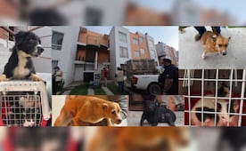 Fiscalía de Jalisco resguarda 20 perros y gatos tras un cateo en Tlajomulco; investigan posible crueldad animal