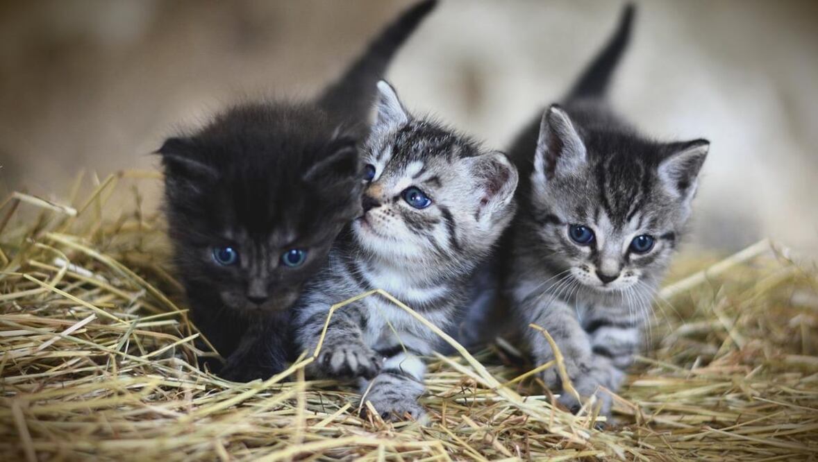 Este modus operandi provocó que a una víctima le robaran 80 mil pesos en unos minutos. Foto: Pixabay