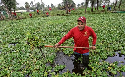 Retiran 4 toneladas al día de lirio de canales en Xochimilco