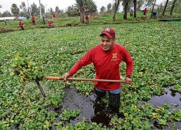 Retiran 4 toneladas al día de lirio de canales en Xochimilco