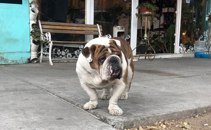 Quería abrazar a “Emilio”, pero tuve que esperar a que terminara el operativo