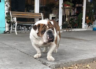 Quería abrazar a “Emilio”, pero tuve que esperar a que terminara el operativo