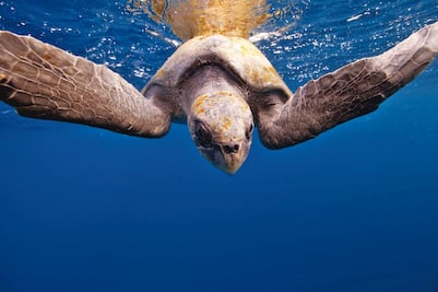 El documental crece en streaming