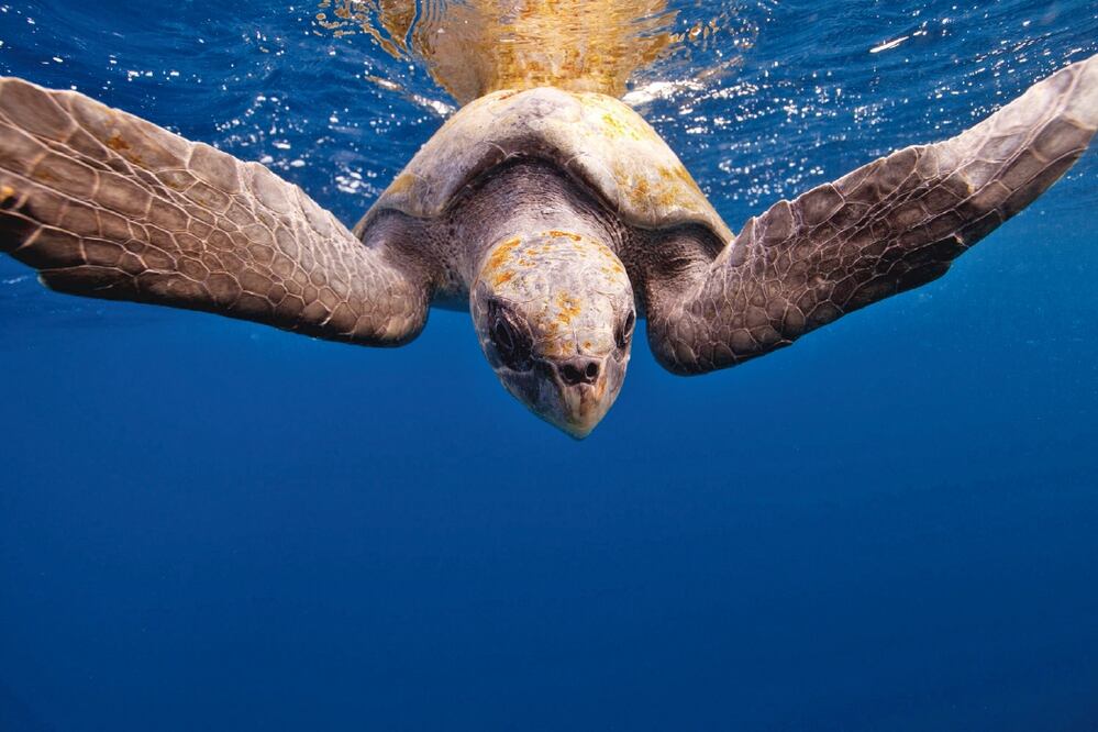 ARTE DIGITAL STAFF EL UNIVERSAL