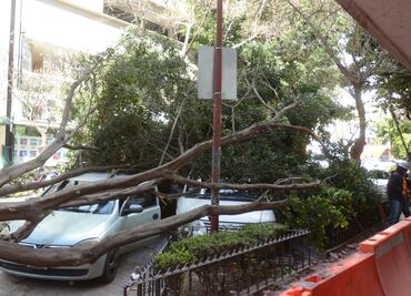 Suman mil 40 árboles caídos en la CDMX