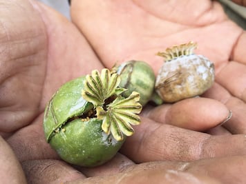 Antes que amapola, Mancera pide discutir primero sobre marihuana