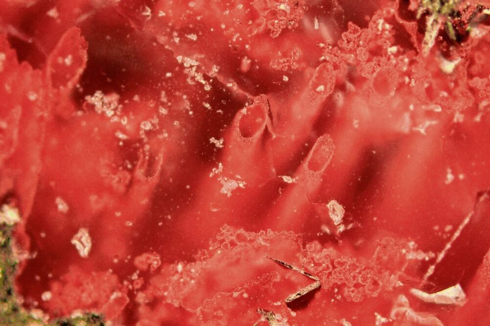 Esta imagen microscópica muestra tubos diminutos hallados en rocas en Québec , Canadá y que según científicos son los fósiles más antiguos que se conocen (MATTHEW DODD. AP)