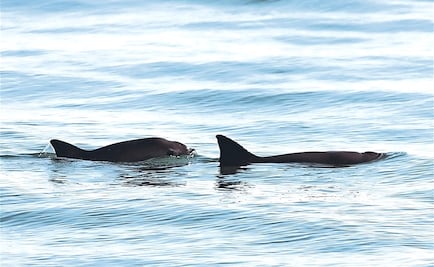 Solo quedan 22 vaquitas marinas en todo el mundo