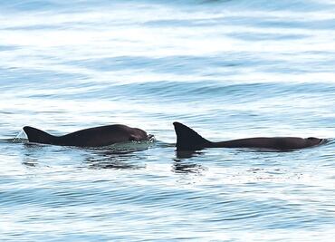 Solo quedan 22 vaquitas marinas en todo el mundo