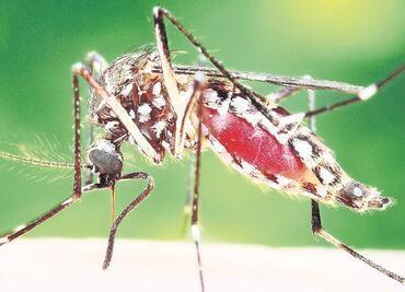 OMS reporta 58 países afectados por virus del zika