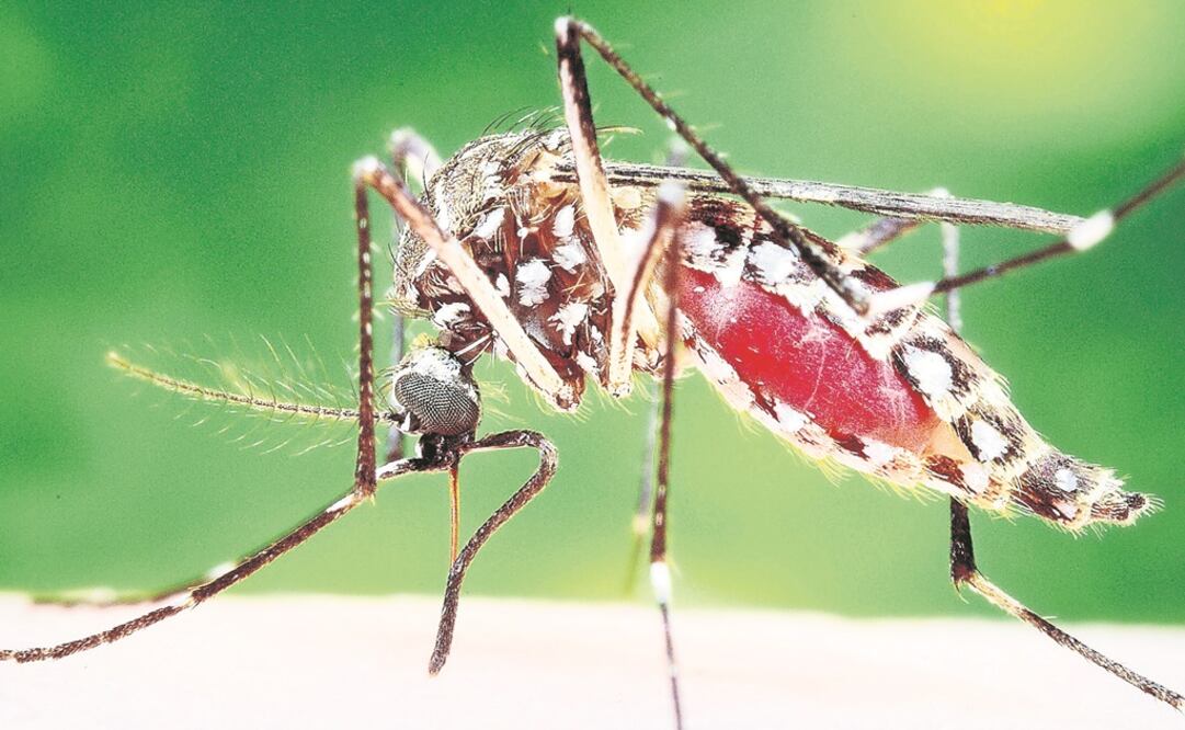 (Foto:Archivo/ElGRÁFICO)