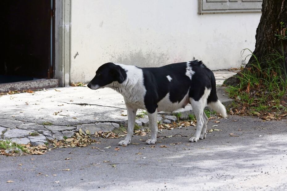 En Toluca, el mayor número de animales en la calle están en la zona norte, dicen asociaciones. Foto: Jorge Alvarado