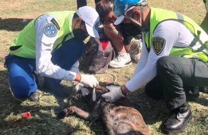 Hallan a pitbull herido en la avenida Hidalgo; agresores escaparon