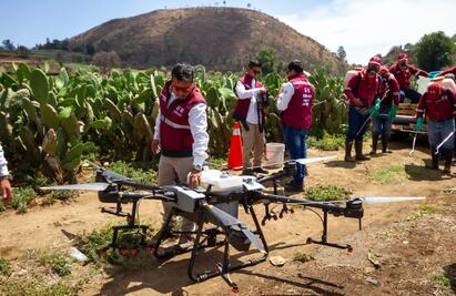 ¡Checa cómo lo hacen! Con tecnología, la Sedema combate plagas en palmeras y nopales