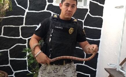 Rescatan serpiente en la colonia Sinatel, Iztapalapa