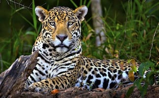 México busca mayor protección del hábitat del jaguar en el sur del país; refuerza estrategias de conservación