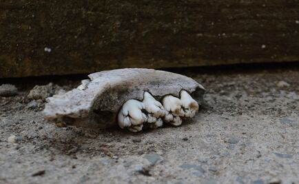 Guerreros Unidos, a drug trafficking organization, wreaks havoc in Guerrero, Mexico