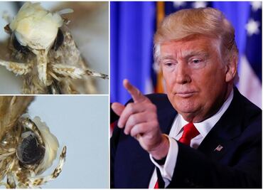 Nombran "Donald Trump" a una nueva polilla que imita su peinado