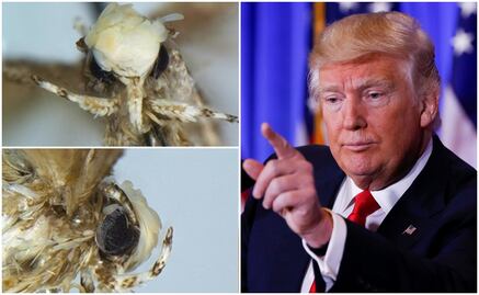 Nombran "Donald Trump" a una nueva polilla que imita su peinado