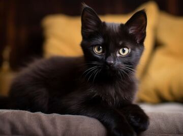 Descubre las razas de gatos negros, según expertos