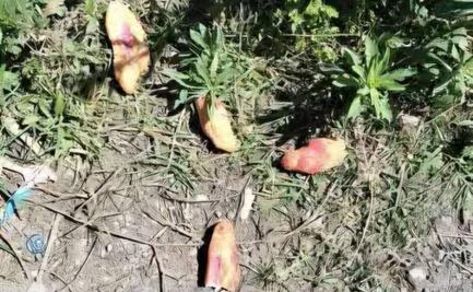 Intoxicación por insecticida causa la muerte de tres niños tzotziles en Chiapas; se investigan responsabilidades