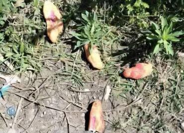 Intoxicación por insecticida causa la muerte de tres niños tzotziles en Chiapas; se investigan responsabilidades