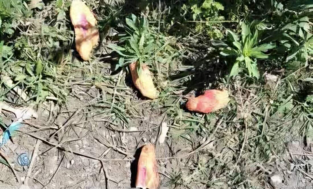 Varios panes con veneno fueron dejados para controlar la excesiva población de perros en el poblado chiapaneco, sin embargo, tres menores los consumieron ocasionándoles la muerte (15/02/2025). Foto: Especial