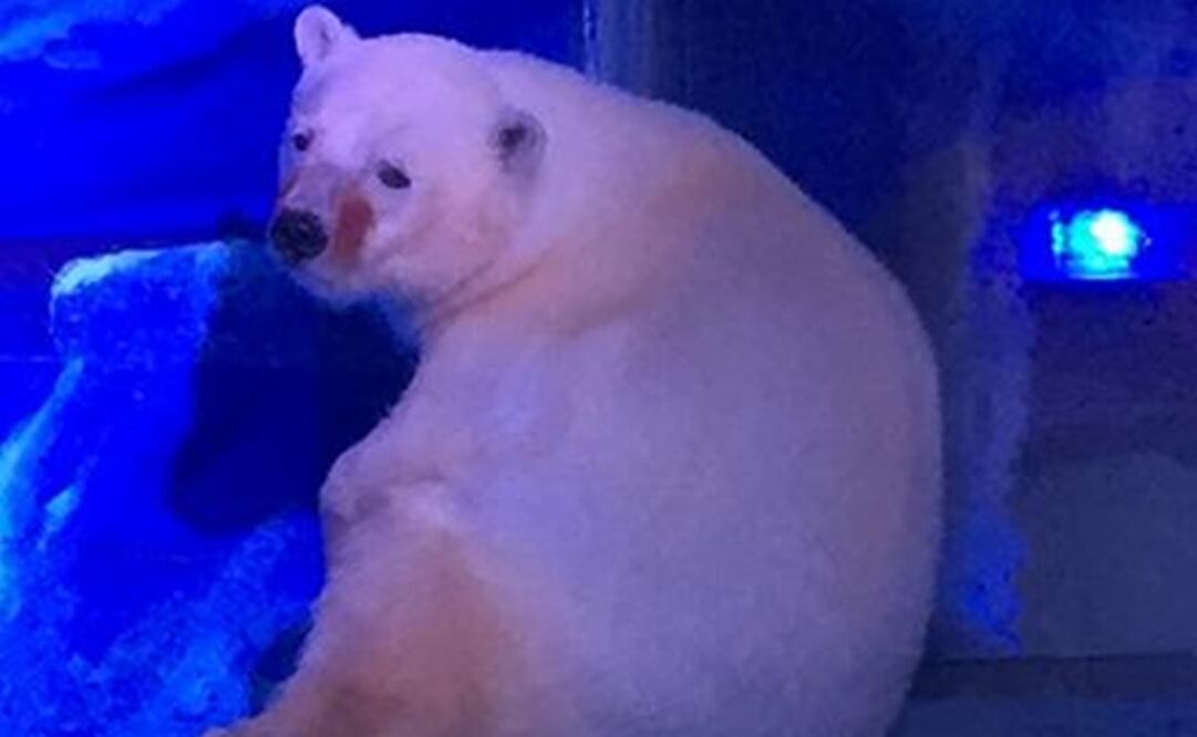 Ofrecen hogar al 'oso más triste del mundo'