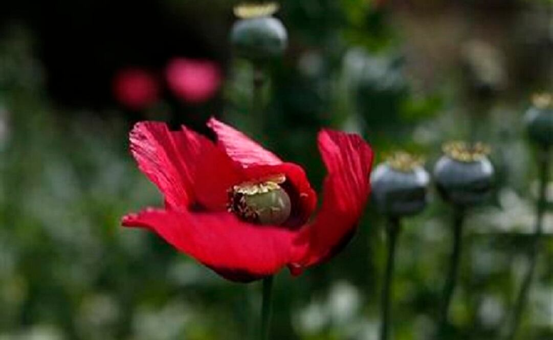 Mexican cartels have been expanding poppy production to export heroin to the United States. (Photo: AP) 