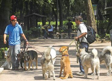Secuestro de perros se suma a envenenamiento en la Condesa