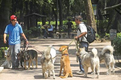 Secuestro de perros se suma a envenenamiento en la Condesa