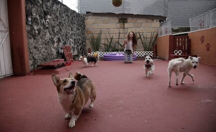 ¿De dónde proviene el perro? Mitos y teorías