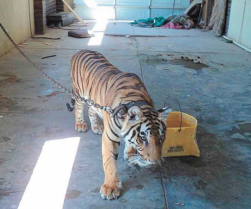 Muchos especímenes decomisados por la Profepa se encontraban en malas condiciones y en espacios no adecuados. Foto: ARCHIVO EL UNIVERSAL