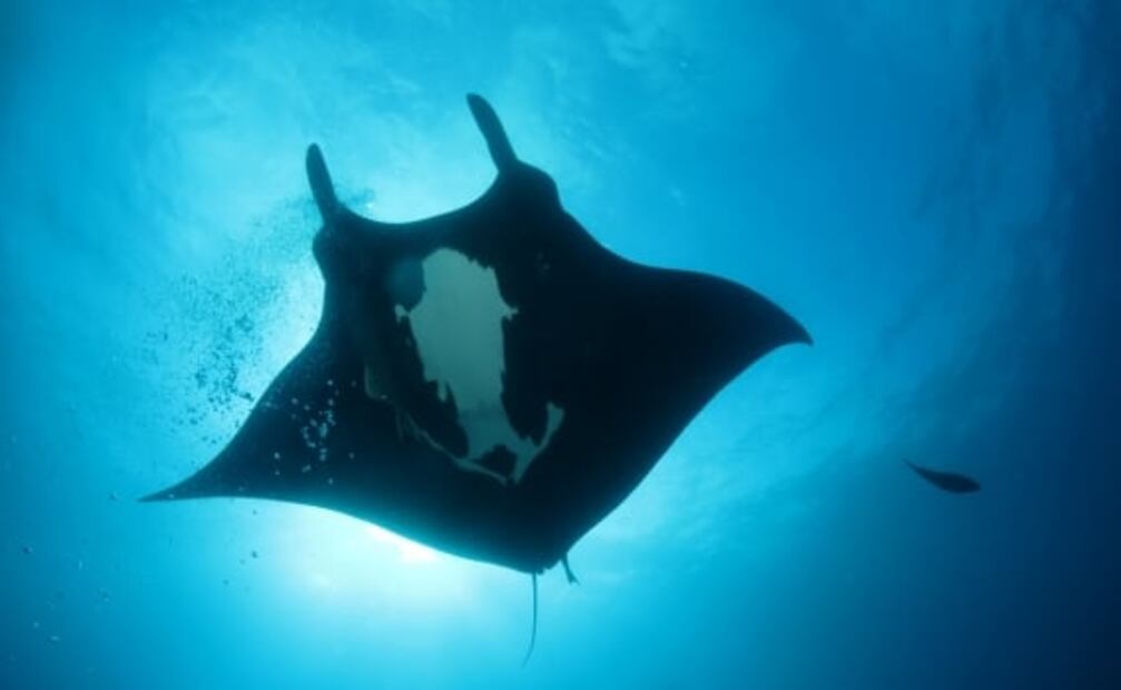 La cueva submarina más grande del mundo está en México: 20 datos sobre los mares