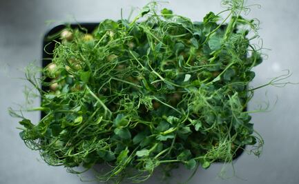 Conoce los beneficios de comer germinados