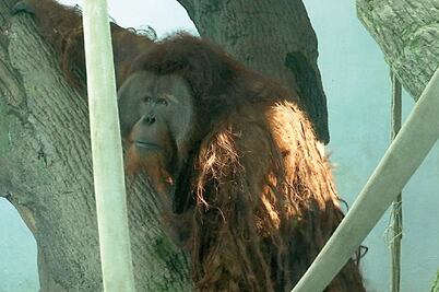Pide ONU el traslado del orangután Toto a santuario de Brasil