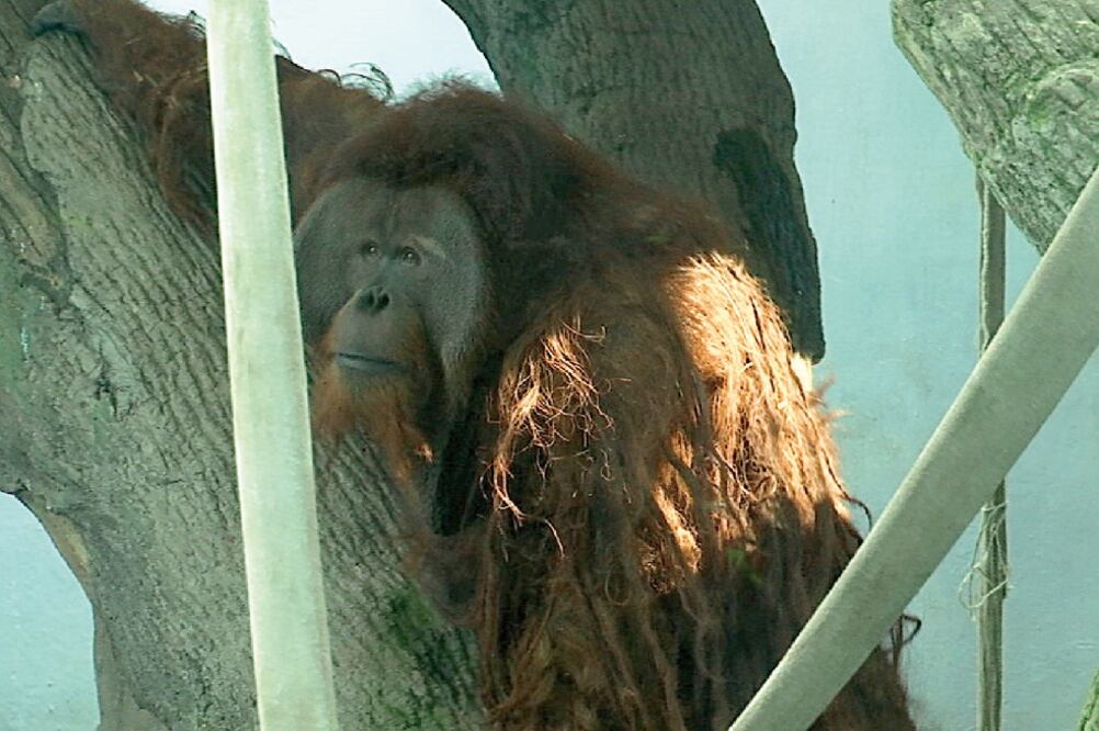 Toto tenía un hermano, Jambi, que falleció en julio supuestamente por pancreatitis, en el Zoológico de Chapultepec (ESPECIAL)