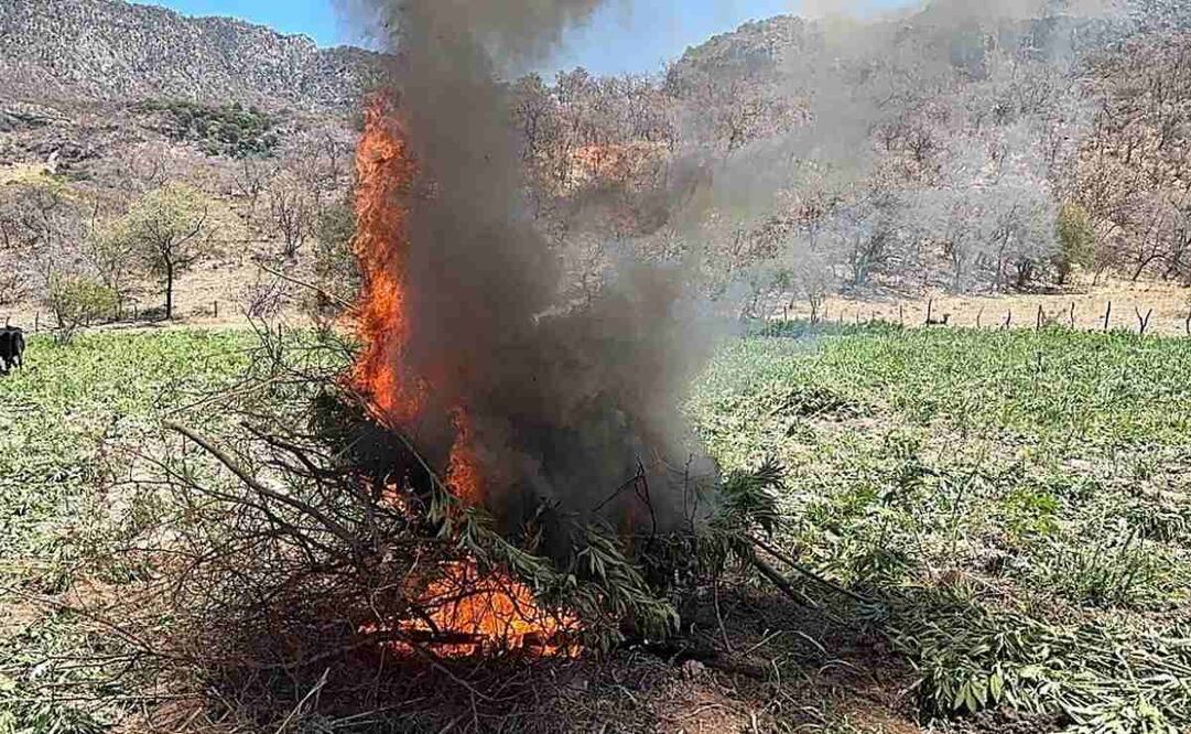Destruyen una hectárea de plantío de marihuana en Chiapas. Imagen ilustrativa. Foto: Especial