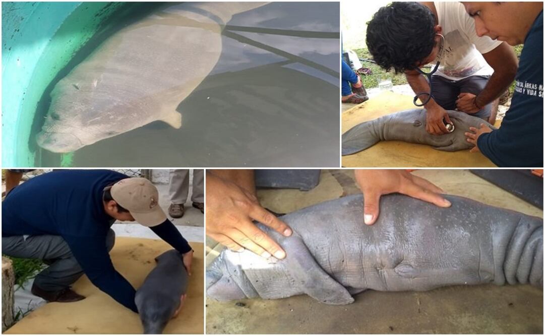 A través de un comunicado, la Profepa informó que se trató de un macho con un peso de 11 kilogramos y una longitud de 85 centímetros. Fotos: tomadas de Twitter @PROFEPA_Mx 