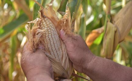 Niveles récord en cosecha de maíz, trigo y soya, provoca sobreoferta; bajan precios a nivel mundial 