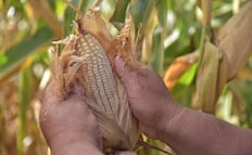 Niveles récord en cosecha de maíz, trigo y soya, provoca sobreoferta; bajan precios a nivel mundial