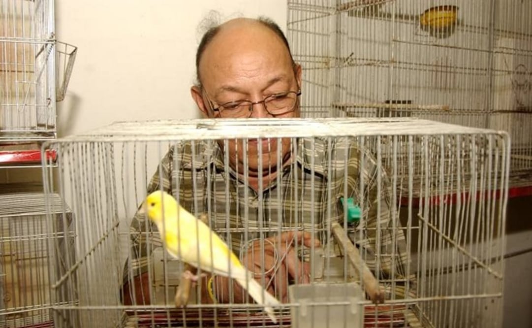 El 13 y 14 de noviembre próximo se llevará a cabo en Querétaro el tercer Campeonato Ornitológico de México 2016. (FOTO: Archivo/EL UNIVERSAL)