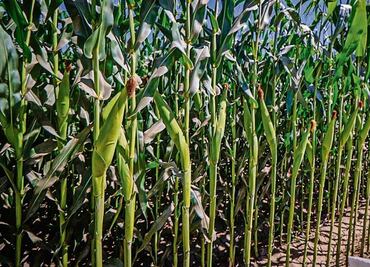Sinaloa, en una sequía que golpea al campo y a la gente