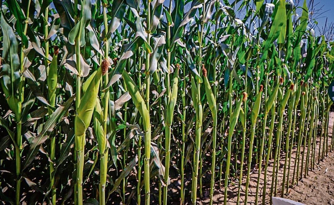 Se estima que la producción de maíz blanco, la más importante del estado, podría alcanzar 2 millones de toneladas, cuando en un buen año se lograban 6.4 millones. Foto: Especial