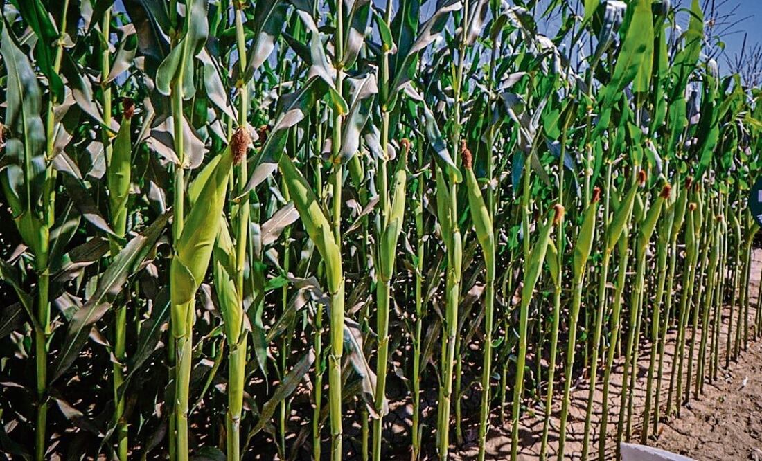 Se estima que la producción de maíz blanco, la más importante del estado, podría alcanzar 2 millones de toneladas, cuando en un buen año se lograban 6.4 millones. Foto: Especial